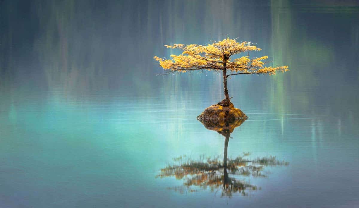 News Giving Tree 2